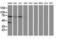 Ankyrin Repeat Domain 53 antibody, NBP2-00520, Novus Biologicals, Western Blot image 