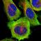Dynein Axonemal Assembly Factor 1 antibody, HPA041166, Atlas Antibodies, Immunofluorescence image 