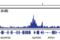 Histone H3 antibody, 8173T, Cell Signaling Technology, Chromatin Immunoprecipitation image 