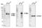 c-Myc antibody, 13987T, Cell Signaling Technology, Western Blot image 