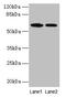 EGF Like Domain Multiple 6 antibody, LS-C378041, Lifespan Biosciences, Western Blot image 