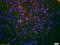 C-TYQEDRKFYKIRD antibody, orb156493, Biorbyt, Immunohistochemistry paraffin image 