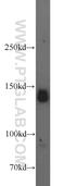 AF4/FMR2 Family Member 4 antibody, 14662-1-AP, Proteintech Group, Western Blot image 