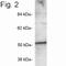Protein Interacting With PRKCA 1 antibody, NB120-3420, Novus Biologicals, Western Blot image 