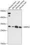 Mitochondrial Ribosomal Protein S2 antibody, 15-464, ProSci, Western Blot image 