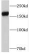 PTPRZ1 antibody, FNab06949, FineTest, Western Blot image 