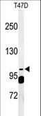 Protein transport protein Sec24A antibody, LS-C162880, Lifespan Biosciences, Western Blot image 