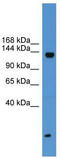 SIK Family Kinase 3 antibody, TA335450, Origene, Western Blot image 
