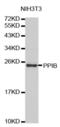 Peptidylprolyl Isomerase B antibody, abx002257, Abbexa, Western Blot image 