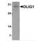 Oligodendrocyte Transcription Factor 1 antibody, TA349036, Origene, Western Blot image 