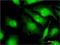 Eukaryotic Translation Initiation Factor 2 Subunit Gamma antibody, H00001968-M01, Novus Biologicals, Immunocytochemistry image 