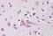 Neuritin 1 antibody, MBS240389, MyBioSource, Immunohistochemistry paraffin image 