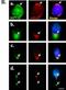 Septin-12 antibody, H00124404-B01P, Novus Biologicals, Immunocytochemistry image 