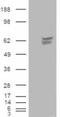 Calcium Voltage-Gated Channel Auxiliary Subunit Beta 4 antibody, LS-C54599, Lifespan Biosciences, Western Blot image 