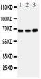 Guanylate Binding Protein 1 antibody, PA1550, Boster Biological Technology, Western Blot image 