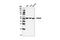 Phosphoglycerate Dehydrogenase antibody, 13428S, Cell Signaling Technology, Western Blot image 