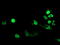 Forkhead Box I1 antibody, LS-C175144, Lifespan Biosciences, Immunofluorescence image 