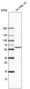 Phospholipase A2 Group IVC antibody, HPA043083, Atlas Antibodies, Western Blot image 