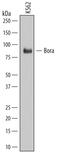 Protein aurora borealis antibody, MAB68561, R&D Systems, Western Blot image 