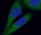 Ectonucleoside Triphosphate Diphosphohydrolase 1 antibody, FNab02780, FineTest, Immunofluorescence image 