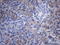 Complement C2 antibody, LS-C800055, Lifespan Biosciences, Immunohistochemistry paraffin image 