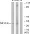 Putative olfactory receptor 10J6 antibody, A30857, Boster Biological Technology, Western Blot image 