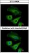Olfactomedin-like protein 3 antibody, GTX119826, GeneTex, Immunofluorescence image 