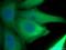 Enolase 1 antibody, 11204-1-AP, Proteintech Group, Immunofluorescence image 