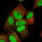 JC7 antibody, HPA063843, Atlas Antibodies, Immunofluorescence image 