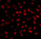 Fibroblast Growth Factor 4 antibody, A01675, Boster Biological Technology, Immunofluorescence image 