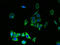 Transmembrane Protein 176B antibody, A61382-100, Epigentek, Immunofluorescence image 