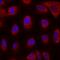 Nicastrin antibody, MAB5378, R&D Systems, Immunocytochemistry image 