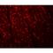 Anaphase Promoting Complex Subunit 10 antibody, LS-B9510, Lifespan Biosciences, Immunofluorescence image 