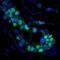 Colony Stimulating Factor 1 antibody, A90-239D2, Bethyl Labs, Immunofluorescence image 