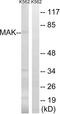 Serine/threonine-protein kinase MAK antibody, abx012919, Abbexa, Western Blot image 