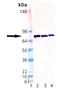 PDIA4 antibody, ADI-SPS-720-D, Enzo Life Sciences, Western Blot image 