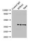 Serine protease HTRA2, mitochondrial antibody, CSB-PA010902EA01HU, Cusabio, Immunoprecipitation image 