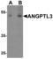 Angiopoietin-related protein 3 antibody, PA5-72812, Invitrogen Antibodies, Western Blot image 