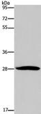 POMC antibody, TA323525, Origene, Western Blot image 