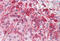 Rab-interacting lysosomal protein antibody, MBS248845, MyBioSource, Immunohistochemistry paraffin image 