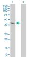 TATA-Box Binding Protein Associated Factor 5 Like antibody, H00027097-D01P, Novus Biologicals, Western Blot image 