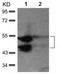 Mitogen-activated protein kinase 9 antibody, ab131499, Abcam, Western Blot image 