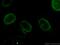 Lamin B1 antibody, 66095-1-Ig, Proteintech Group, Immunofluorescence image 