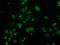 Monoglyceride Lipase antibody, TA502886, Origene, Immunofluorescence image 