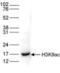 Histone H3 antibody, NBP2-59180, Novus Biologicals, Western Blot image 