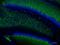 MAP2 antibody, 801805, BioLegend, Immunohistochemistry paraffin image 