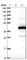 Chromosome 11 Open Reading Frame 49 antibody, HPA040051, Atlas Antibodies, Western Blot image 