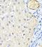 LDL Receptor Related Protein 5 antibody, FNab04848, FineTest, Immunohistochemistry frozen image 