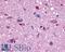 MCH receptor 1 antibody, LS-A1533, Lifespan Biosciences, Immunohistochemistry frozen image 
