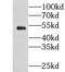 Carnosine Dipeptidase 2 antibody, FNab01795, FineTest, Western Blot image 